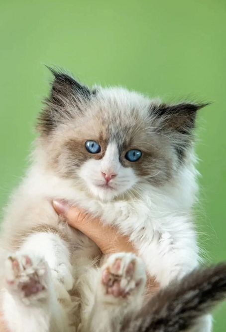 1665389817750451.png 1665389817750451.png